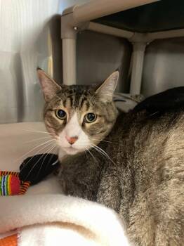 Simba -  Domestic Short Hair Cat for Adoption in Chico, California - Simba | PetCurious