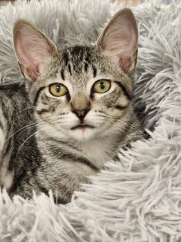 Rescue Domestic Short Hair Cats for Adoption in Hilton Head Island, South Carolina - Krimpet | PetCurious