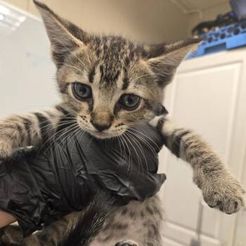 Jake -  Domestic Short Hair Cat for Adoption in Lake Panasoffkee, Florida - Jake | PetCurious