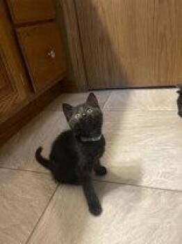 Noodle -  Domestic Short Hair Cat for Adoption in Manitowoc, Wisconsin - Noodle | PetCurious