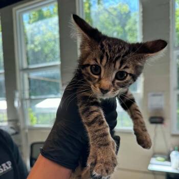 Adawong -  Domestic Short Hair Cat for Adoption in Huntington, West Virginia - Adawong | PetCurious