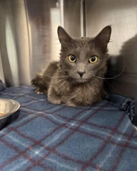 Domestic Medium Hair Cats Available for Adoption - Gumby | PetCurious