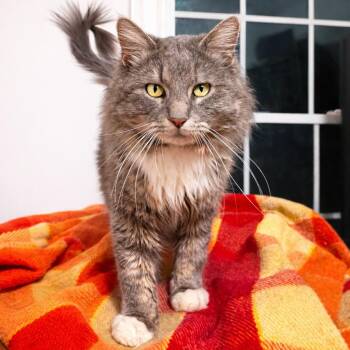 Maine Coon and Domestic Long Hair Cats Available for Adoption - Fluffy Bobby (The King) | PetCurious