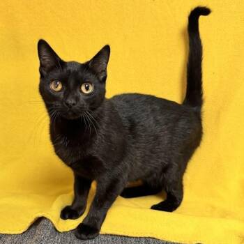 Domestic Short Hair Cats Available for Adoption in Waterloo, Iowa - Viola | PetCurious