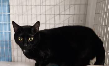 Domestic Short Hair Cats Available for Adoption in Claremont, New Hampshire - Muscari | PetCurious