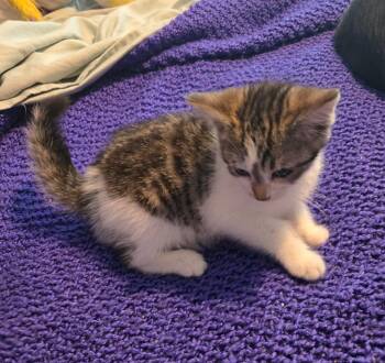 Mimi -  Domestic Short Hair Cat for Adoption in Evans, Georgia - Mimi | PetCurious