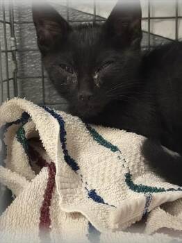 BLUEBERRY -  Domestic Short Hair Cat for Adoption in Las Vegas, Nevada - BLUEBERRY | PetCurious
