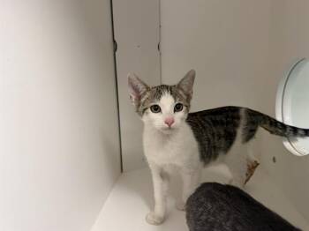 CARL -  Domestic Short Hair Cat for Adoption in Ontario, California - CARL | PetCurious