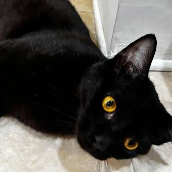 Onyx the Feline Jewel -  Domestic Short Hair Cat for Adoption in Glendale, Wisconsin - Onyx The Feline Jewel | PetCurious