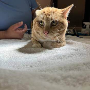 C10 -  American Shorthair Cat for Adoption in Portland, Texas - C10 | PetCurious