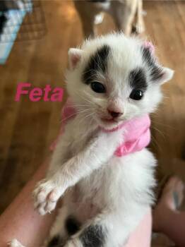 Feta -  Domestic Short Hair Cat for Adoption in Virginia Beach, Virginia - Feta | PetCurious