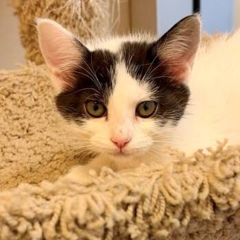 Beanie -  Domestic Medium Hair Cat for Adoption in Walnut Creek, California - Beanie | PetCurious