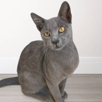 Rescue Domestic Short Hair Cats for Adoption in Los Angeles, California - Blue | PetCurious