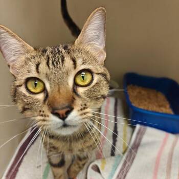 Beato -  Domestic Short Hair Cat for Adoption in Cumming, Georgia - Beato | PetCurious