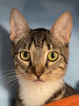 Sydney (bonded with Adelaide) -  Domestic Short Hair Cat for Adoption in Oakland, California - Sydney (bonded With Adelaide) | PetCurious