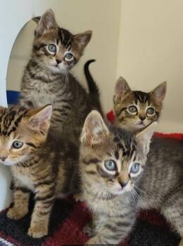 Kitten 2 -  Domestic Short Hair Cat for Adoption in Sunnyvale, Texas - Kitten 2 | PetCurious