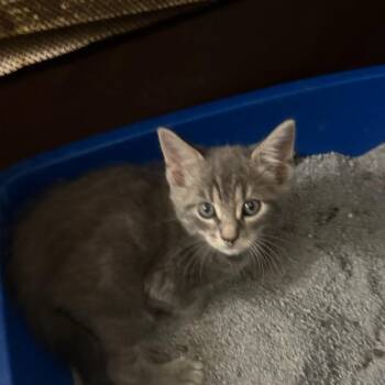 Shadow -  Domestic Short Hair Cat for Adoption in East Hanover, New Jersey - Shadow | PetCurious