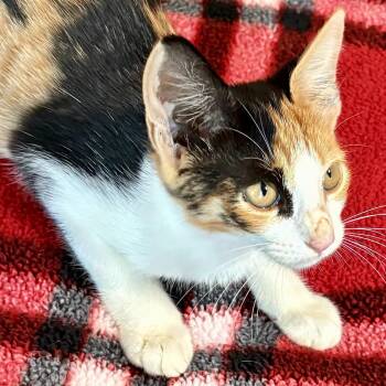 Brooklyn Rose -  Domestic Short Hair Cat for Adoption in Liverpool, Texas - Brooklyn Rose | PetCurious