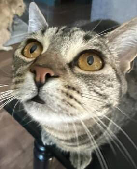 Rescue Tabby and Domestic Short Hair Cats for Adoption in North Highlands, California - (CP) Cirilla | PetCurious