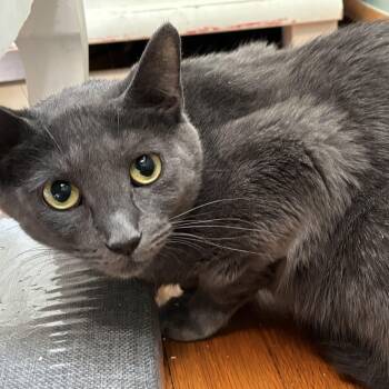 Rescue Domestic Short Hair Cats for Adoption in Norwalk, Connecticut - Avril | PetCurious