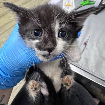 Emperor -  Domestic Short Hair Cat for Adoption in Summerville, South Carolina - Emperor | PetCurious