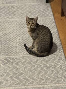 Domestic Short Hair Cats Available for Adoption - Stony | PetCurious