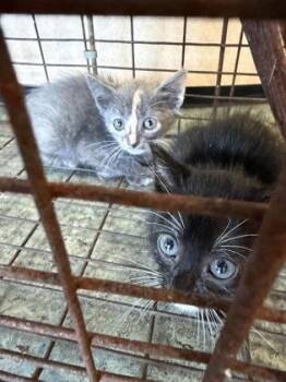 Whimsy -  Domestic Medium Hair and Domestic Short Hair Cat for Adoption in Morristown, New Jersey - Whimsy | PetCurious