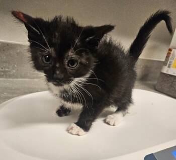 Dinosaur Ladle -  Domestic Short Hair Cat for Adoption in Fort Collins, Colorado - Dinosaur Ladle | PetCurious
