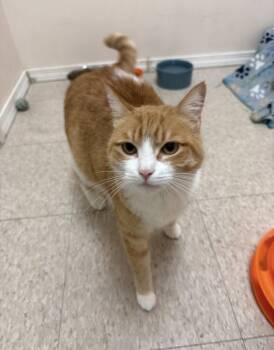 Sandie -  Domestic Short Hair Cat for Adoption in Walled Lake, Michigan - Sandie | PetCurious