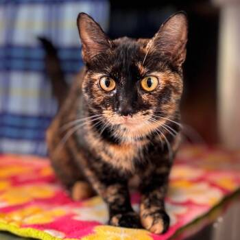 Domestic Short Hair Cats Available for Adoption in Nashville, Indiana - Pepperoni | PetCurious