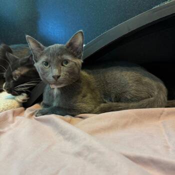 Messi -  Domestic Short Hair Cat for Adoption in Hawthorne, California - Messi | PetCurious