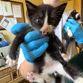 Flint -  Domestic Short Hair Cat for Adoption in Corinth, Mississippi - Flint | PetCurious