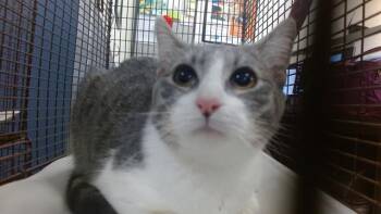 JUNE -  Domestic Short Hair Cat for Adoption in Doral, Florida - JUNE | PetCurious