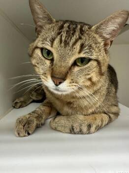 Newton (hill rise) -  Domestic Short Hair Cat for Adoption in Johnson City, Tennessee - Newton (hill Rise) | PetCurious