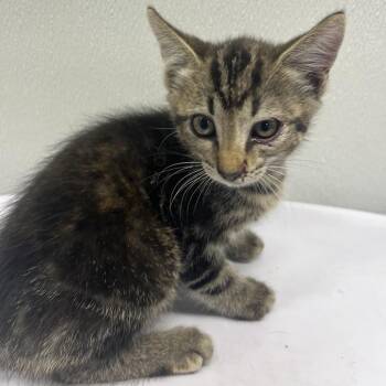 Phoebe -  Domestic Short Hair Cat for Adoption in Tampa, Florida - Phoebe | PetCurious