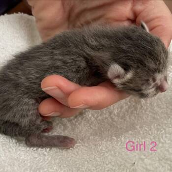 Lisa -  Domestic Short Hair Cat for Adoption in Tuscaloosa, Alabama - Lisa | PetCurious