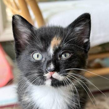 Renne aka Nellie -  Domestic Short Hair Cat for Adoption in Cumming, Georgia - Renne Aka Nellie | PetCurious