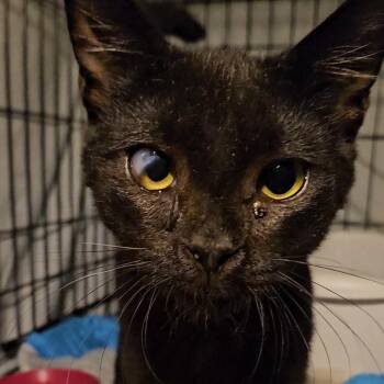 Sean P. N. — The Purrs Say It All -  American Shorthair Cat for Adoption in New York, New York - Sean P. N. — The Purrs Say It All | PetCurious