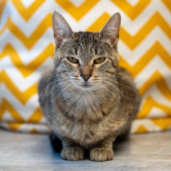 Rescue Domestic Short Hair Cats for Adoption in Durango, Colorado - Mary | PetCurious