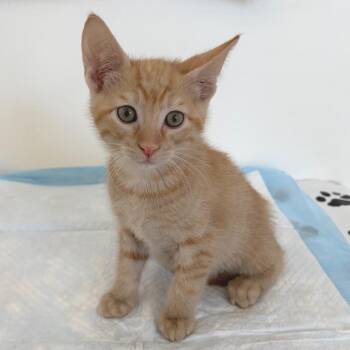 American Shorthair Cats Available for Adoption in Nashville, Tennessee - Rattle | PetCurious