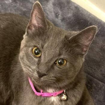 Lola 2026 -  Domestic Short Hair Cat Available for Adoption - Lola 2026 | PetCurious