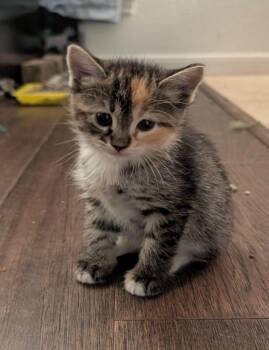 Tabby Cats Available for Adoption in San Antonio, Texas - Betty Sunshine | PetCurious