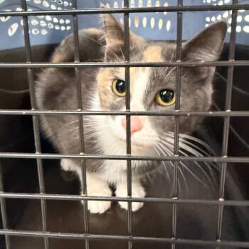 Domestic Short Hair Cats Available for Adoption in Indianapolis, Indiana - Apple Pie | PetCurious