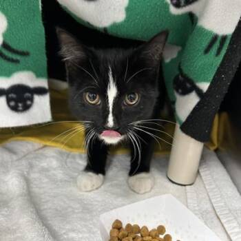 Joan -  Domestic Short Hair Cat for Adoption in Wheaton, Illinois - Joan | PetCurious
