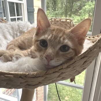 Let Me Ask My Wife -  Domestic Short Hair Cat for Adoption in Fredericksburg, Virginia - Let Me Ask My Wife | PetCurious