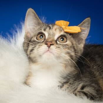 Rescue American Shorthair Cats for Adoption in Tipton, Indiana - Zinnia | PetCurious