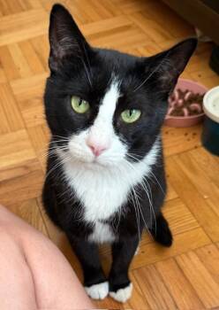 Rescue Tuxedo Cats for Adoption in New York, New York - Goya And Whistler | PetCurious