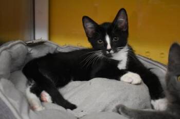 Blackbeard -  Domestic Short Hair Cat for Adoption in Kansas City, Missouri - Blackbeard | PetCurious