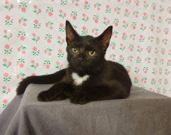 Burnt Biscuit 745 -  Domestic Short Hair Cat for Adoption - Burnt Biscuit 745 | PetCurious
