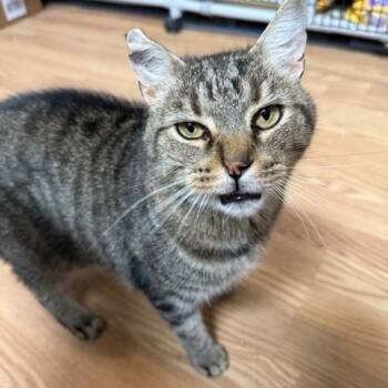 Rescue Domestic Short Hair Cats for Adoption in Millerstown, Pennsylvania - BUTTERS | PetCurious